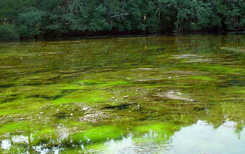 Algae blooms caused by fertiziler washed into coastal water